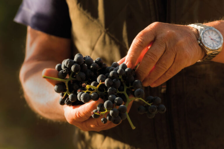 Racimos de tempranillo en vendimia. © Daniel Acevedo